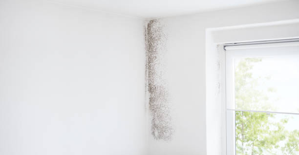 Mold Remediation for Rental Properties in Bartlesville, OK